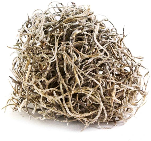 Alt view image 4 of 7 - Proflora Preserved Green Spanish Moss, Natural 530 cu in, Floral Arranging Supplies