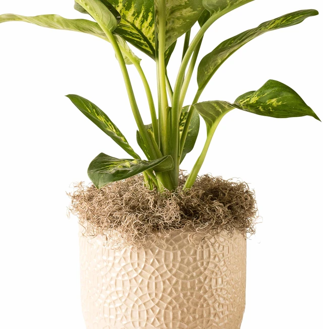 Alt view image 7 of 7 - Proflora Preserved Green Spanish Moss, Natural 530 cu in, Floral Arranging Supplies