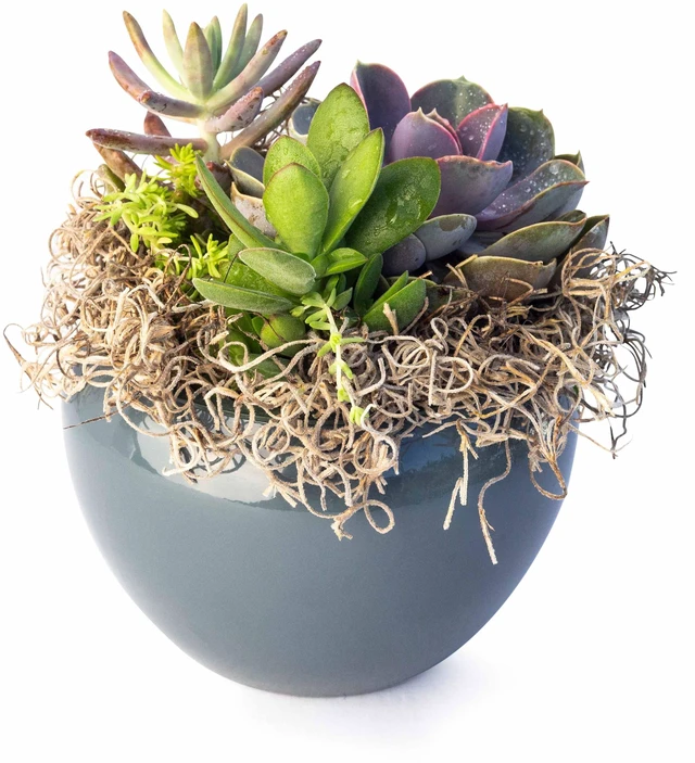 Alt view image 6 of 7 - Proflora Preserved Green Spanish Moss, Natural 530 cu in, Floral Arranging Supplies