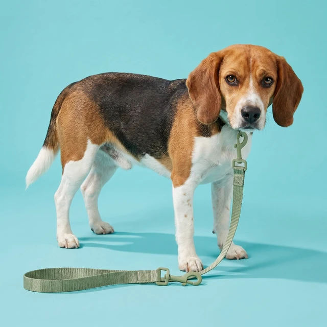 Alt view image 4 of 6 - Vibrant Life Neoprene Cushioned Dog Leash, 6ft, M/L, Sage Green