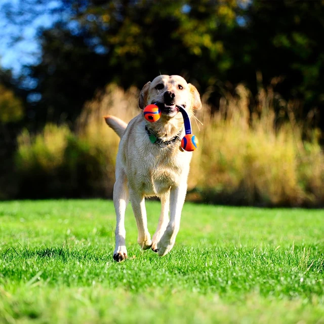 Alt view image 3 of 6 - Chuckit! Ultra Duo Tug Indoor Outdoor Rope Fetch Dog Toy, Small 2", for Puppies Up to 20 lb, Pack of 1