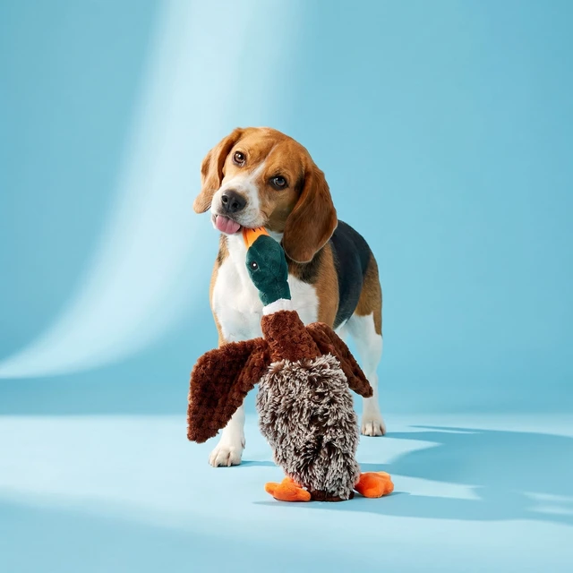 Alt view image 5 of 6 - Vibrant Life Multicolor Duck Plush Dog Toy with Honking Squeaker, Chew Level 1