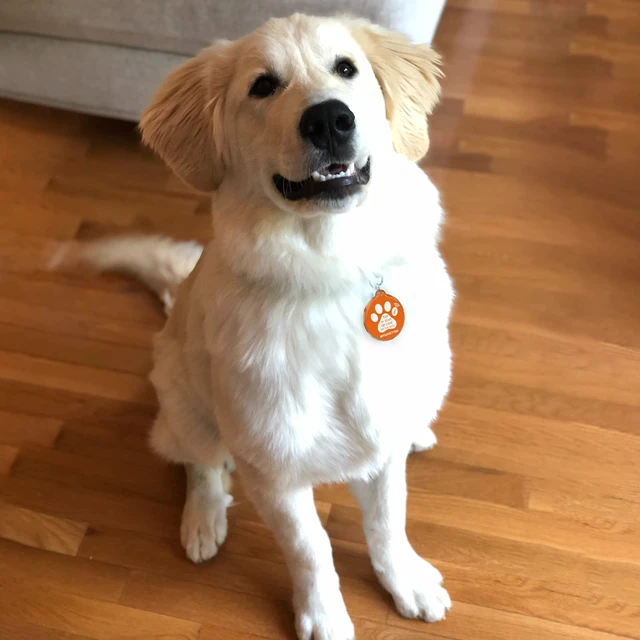 Alt view image 4 of 6 - NFC&QR Code Personalized Dog Cat Tag, Online Pet Profile, Scan QR Receive Instant Pet Location Alert Email
