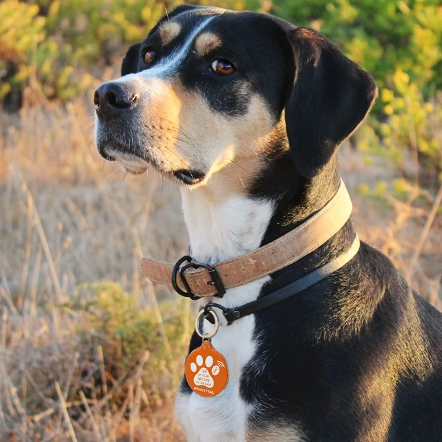 Alt view image 5 of 6 - NFC&QR Code Personalized Dog Cat Tag, Online Pet Profile, Scan QR Receive Instant Pet Location Alert Email