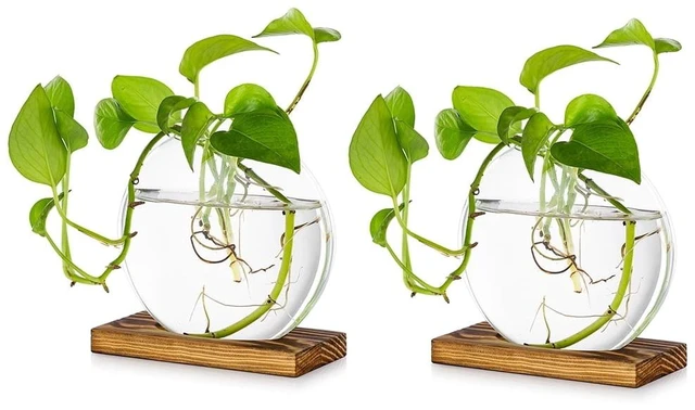 Main image of Plant Propagation Station Vase: Set of 2 Cute Glass Terrarium Jars, Modern Hydroponic Planters for Indoor Plants, Desktop Propogation Stations Round Vases Plant Holder for Home Office Decor