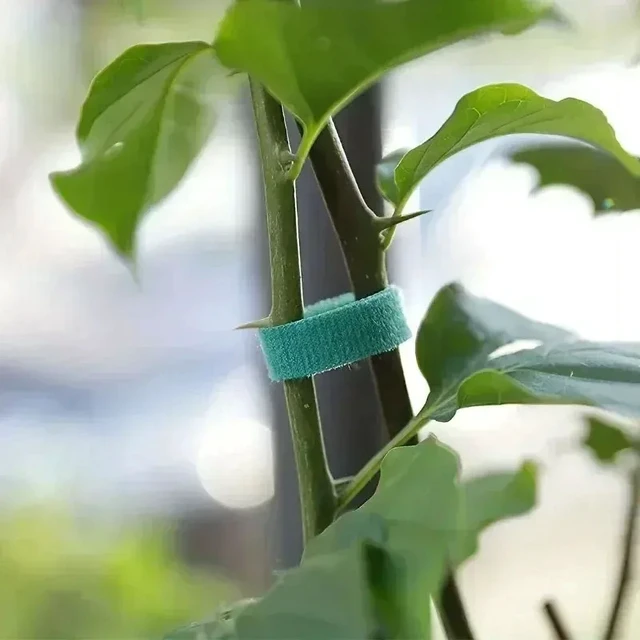 Alt view image 2 of 6 - 1/100M Adjustable Self Adhesive Plant Nylon Cable Tie Plant Hook Loop Support Garden Twine Bandage Reusable Fastener Tape Strips