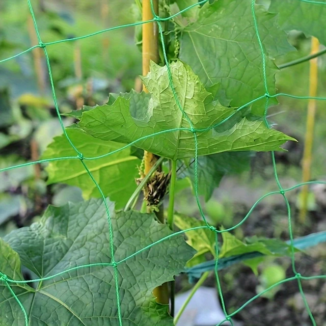 Alt view image 6 of 7 - Heavy-Duty Garden Trellis Netting for Climbing Plants - Ideal for Cucumbers, Vines & Tomatoes, UV-Stabilized Polyethylene, 179.9