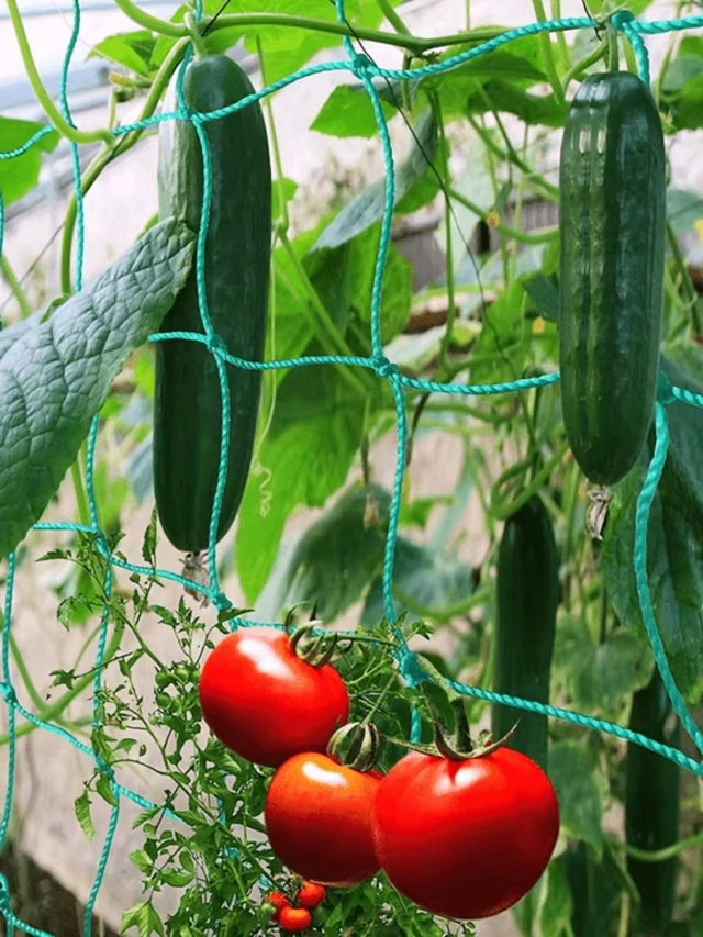 Alt view image 7 of 7 - Heavy-Duty Garden Trellis Netting for Climbing Plants - Ideal for Cucumbers, Vines & Tomatoes, UV-Stabilized Polyethylene, 179.9