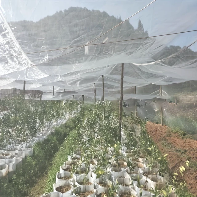 Alt view image 6 of 6 - 1 pack, insect proof net HDPE 60 mesh transparent mesh barrier ultra-fine plant fruit tree net vegetable blueberry, row cover ne