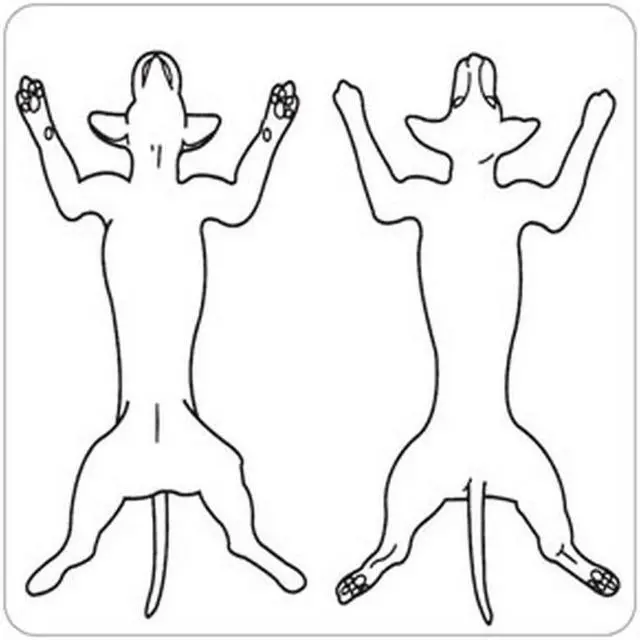 Main image of Canine Pic. Front/Back 2-1/2" x 2-1/2" White Label (Roll of 320)