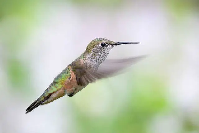 Alt view image 4 of 4 - Nikon AF-S NIKKOR 800mm f/5.6E FL ED VR Lens - Autofocus - Super Telephoto - International Model - FX Format Bundle