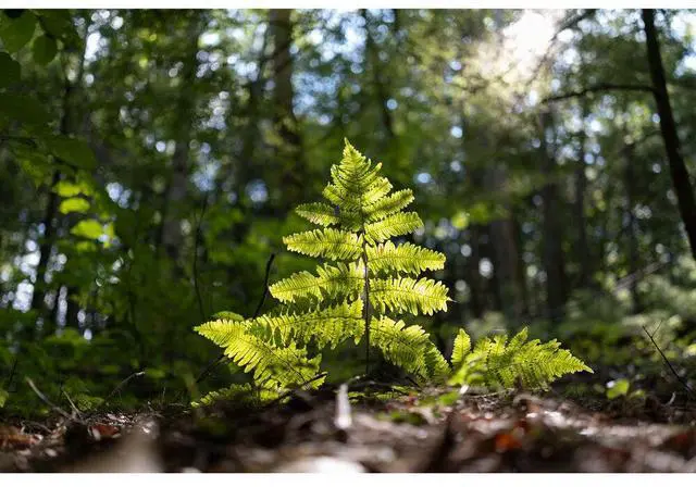 Alt view image 4 of 4 - Sigma 23mm f/1.4 DC DN Contemporary Lens Fuji X Bundle