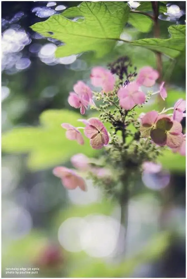 Alt view image 4 of 5 - Lensbaby Composer Pro II with Edge 50 Optic for Fujifilm X Mount #LBCP2E50F
