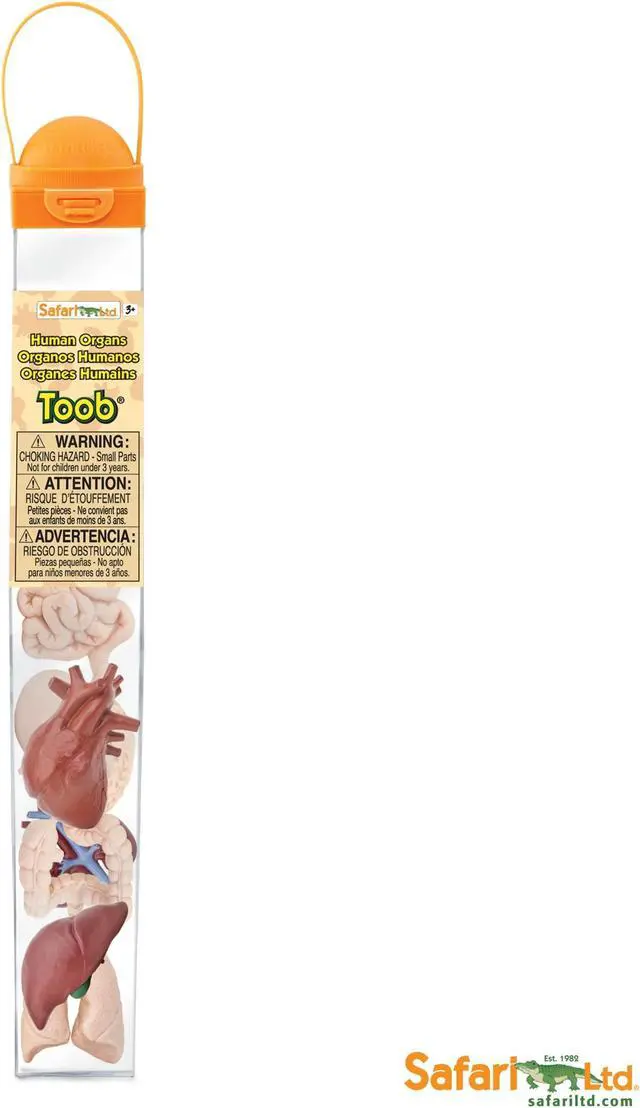 Alt view image 8 of 9 - Human Organs Toob Mini Figures Safari Ltd