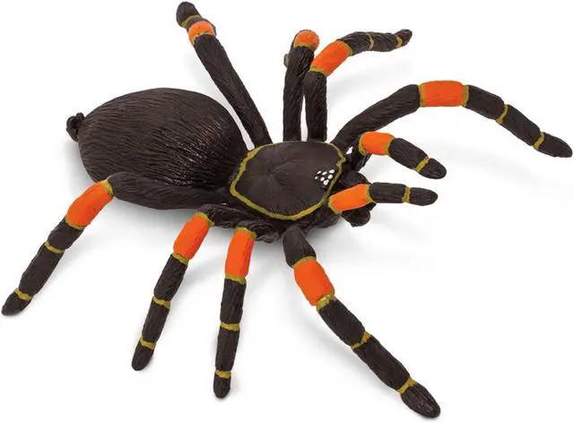 Alt view image 5 of 5 - Orange-Kneed Tarantula