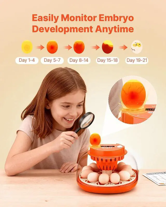 Alt view image 5 of 7 - 12 Egg Incubator, Automatic Egg Turner with LED Candler, Temperature & Humidity Control, 360° View Clear Window, Poultry Eggs Incubator for Home Farm, Hatching Chicks Ducks Goose Quail