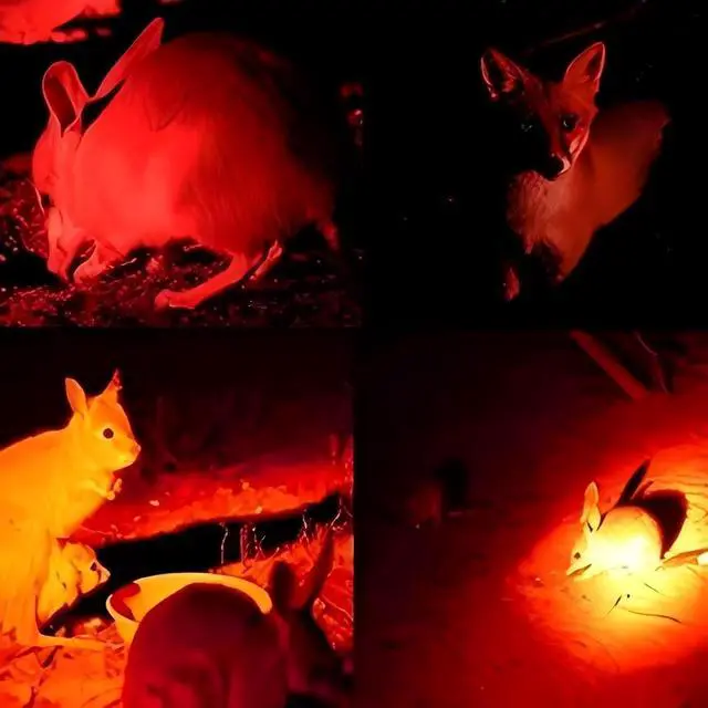 Alt view image 6 of 7 - 350 Yard Red Light Predator Light Zoomable Long Range Night Hunting Coyote Varmint Light Tactical Hunting Led Flashlight with Pressure Switch, Picatinny & Scope Mounts, Charger Included