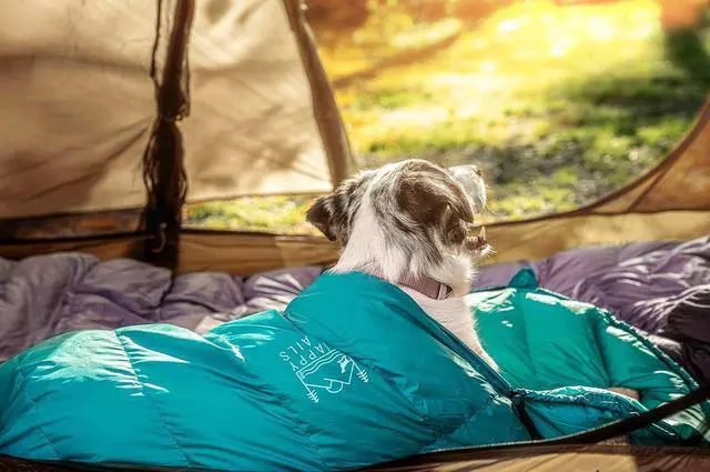 Alt view image 5 of 7 - Ultralight Dog Sleeping Bag for Backpacking-Outdoor Dog Bed for Hiking-Packable Sleeping Bag for Dogs-Dog Travel Bed (Glacial Blue | Large)