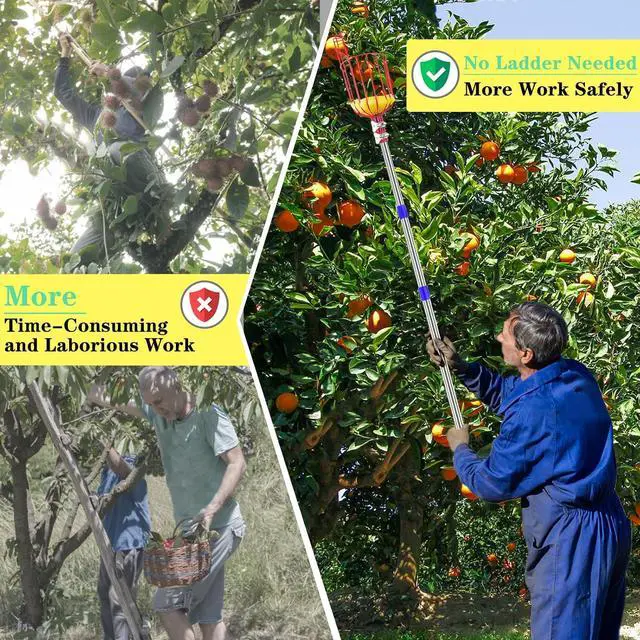 Alt view image 6 of 7 - Qiullen 13 FT Extendable Fruit Picker Pole Tool Adjustable Long Handle Fruit Picker Metal Basket Fruit Grabber Tool with Protective Foam Pad Stainless Steel Garden Picker Tool for Apple Mango Lemon