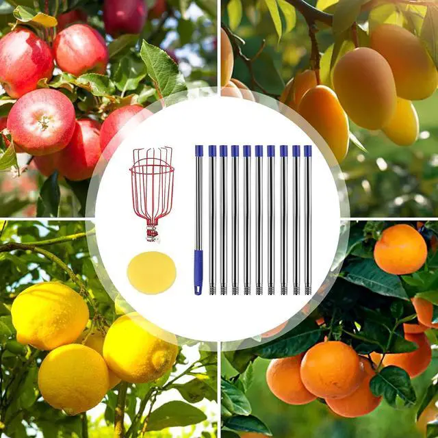 Alt view image 7 of 7 - Qiullen 13 FT Extendable Fruit Picker Pole Tool Adjustable Long Handle Fruit Picker Metal Basket Fruit Grabber Tool with Protective Foam Pad Stainless Steel Garden Picker Tool for Apple Mango Lemon