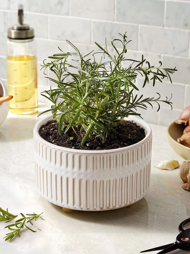 Alt view image 7 of 7 - LE TAUCI Succulent Planters, 6.5+8 Inch Ceramic Indoor Plant Pot with Drainage Hole, Shallow Round Succulent Pots, Set of 2, Reactive Glaze White