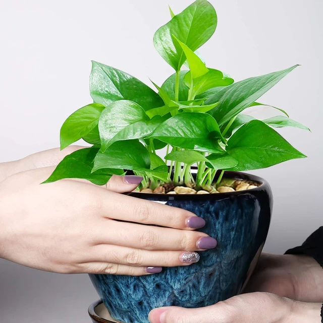 Alt view image 6 of 7 - Ceramic Modern Glaze Succulent Planter Pot with Drainage Hole and Saucer 6 Inch Round Flower Plant Pot for Indoor Outdoor Herb Snake Plants