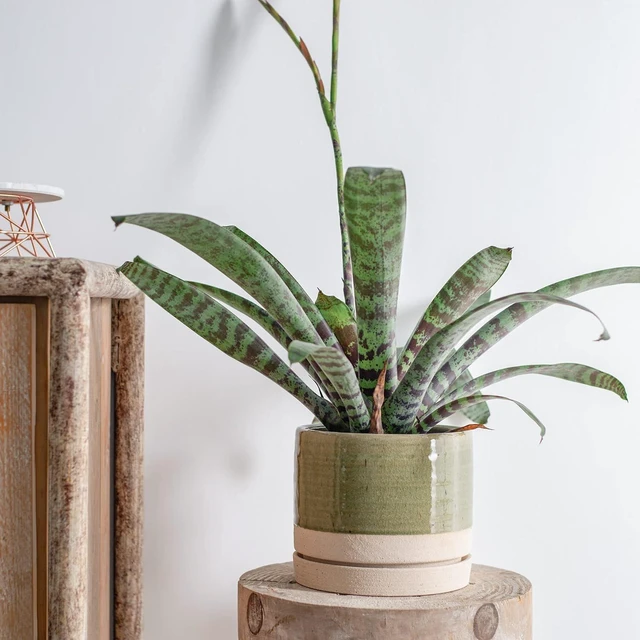 Alt view image 5 of 6 - HERDUK 6 Inch Plant Pots, Ceramic Planter Pot with Drainage Hole & Saucer, Indoor/Outdoor Cylinder Round Planter Pot, Green & Beige