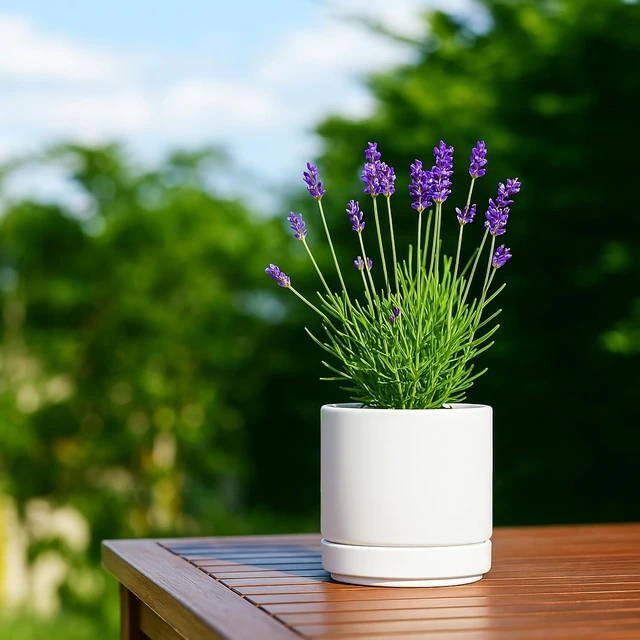Alt view image 7 of 7 - D'vine Dev 4-Pack Ceramic Pots with Saucers, White, 4.7 in, 94-X-B-1