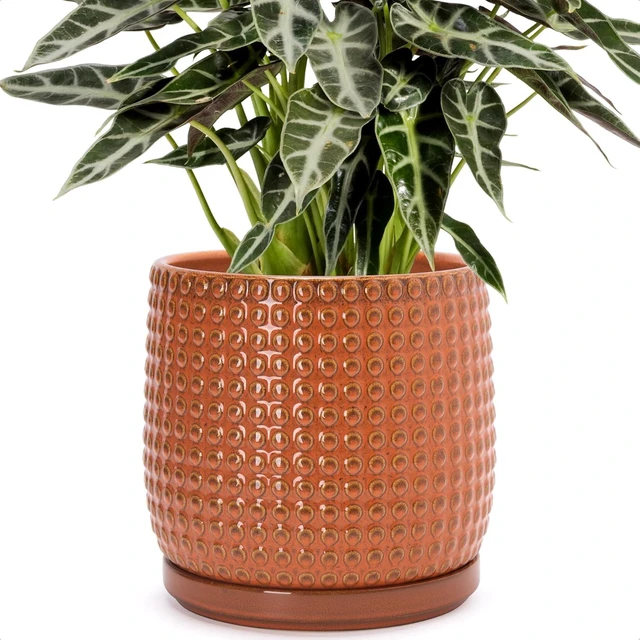 Main image of D'vine Dev Beaded Ceramic Pot with Saucer, 8 in, Pumpkin, 27-C-Q-J