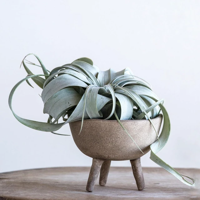 Alt view image 2 of 7 - Creative Co-Op Boho Terracotta Footed Planter with Organic Edge, Matte Taupe