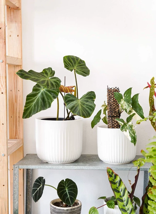Alt view image 4 of 7 - LE TAUCI Ceramic Planters, 8.3/7/6 Inch Indoor Pots for Plants with Drainage Holes & Mesh, Modern Matte Glaze Cylinder Fluted Plant Pot for Snake Plant, Set of 3, White