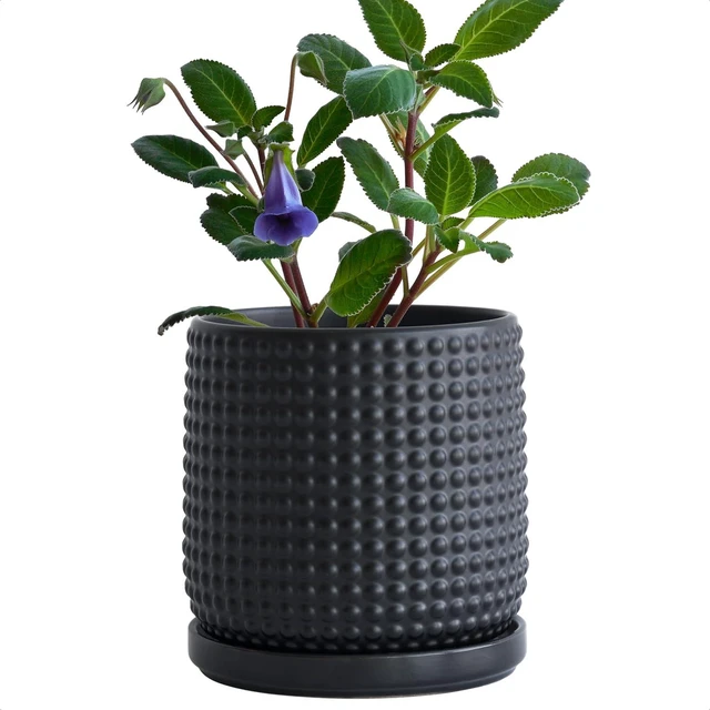 Main image of D'vine Dev Beaded Ceramic Pot with Saucer, 6 in, Ebony Matte, 27-C-X-6