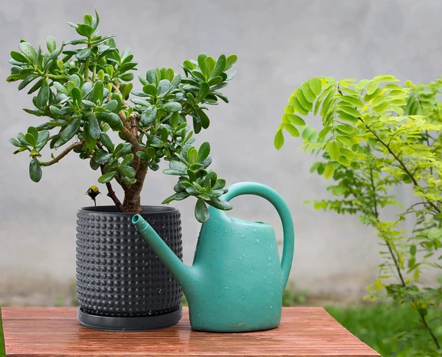Alt view image 2 of 7 - D'vine Dev Beaded Ceramic Pot with Saucer, 6 in, Ebony Matte, 27-C-X-6