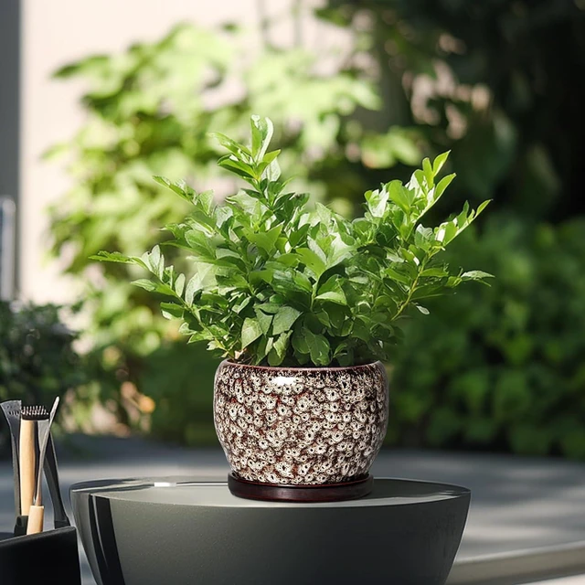 Alt view image 4 of 6 - SQOWL Ceramic Plant Pots - 6 Inch Ceramic Planter for Indoor Outdoor, Small Flower Pots with Drainage Hole and Saucer, Decorative Round Planter, Home Office Decor, Plant Lover Gifts, White