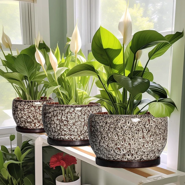 Alt view image 5 of 6 - SQOWL Ceramic Plant Pots - 6 Inch Ceramic Planter for Indoor Outdoor, Small Flower Pots with Drainage Hole and Saucer, Decorative Round Planter, Home Office Decor, Plant Lover Gifts, White