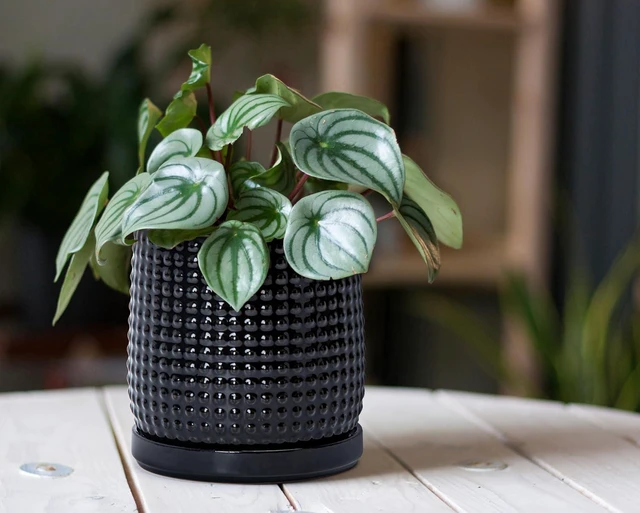 Alt view image 2 of 6 - D'vine Dev Beaded Ceramic Pot with Saucer, 6 in, Glossy Black, 27-C-X-2