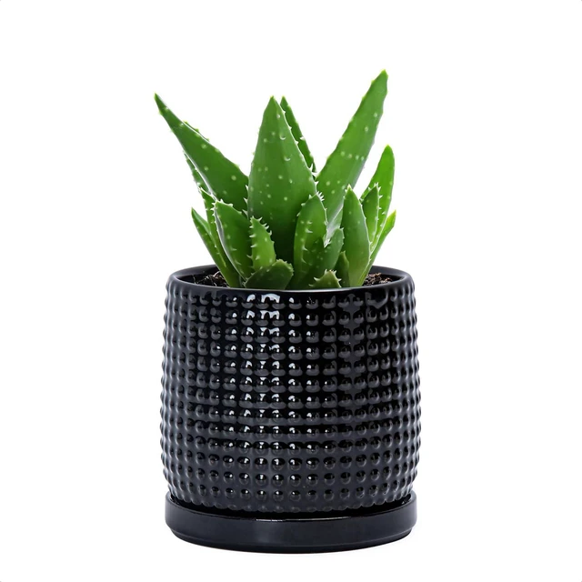 Main image of D'vine Dev Beaded Ceramic Pot with Saucer, 4 in, Glossy Black, 27-C-Z-2