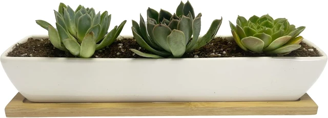 Alt view image 3 of 7 - SeaStar Long Rectangular White Ceramic Succulent Planter Pot with Bamboo Tray,Perfect for displaying Succulent Arrangements on Desk, Window sill and Office Table. Plants not Included.