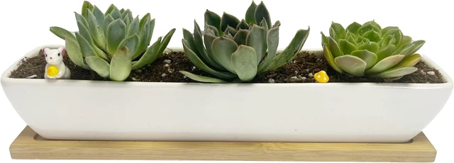 Alt view image 5 of 7 - SeaStar Long Rectangular White Ceramic Succulent Planter Pot with Bamboo Tray,Perfect for displaying Succulent Arrangements on Desk, Window sill and Office Table. Plants not Included.