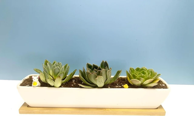 Alt view image 7 of 7 - SeaStar Long Rectangular White Ceramic Succulent Planter Pot with Bamboo Tray,Perfect for displaying Succulent Arrangements on Desk, Window sill and Office Table. Plants not Included.