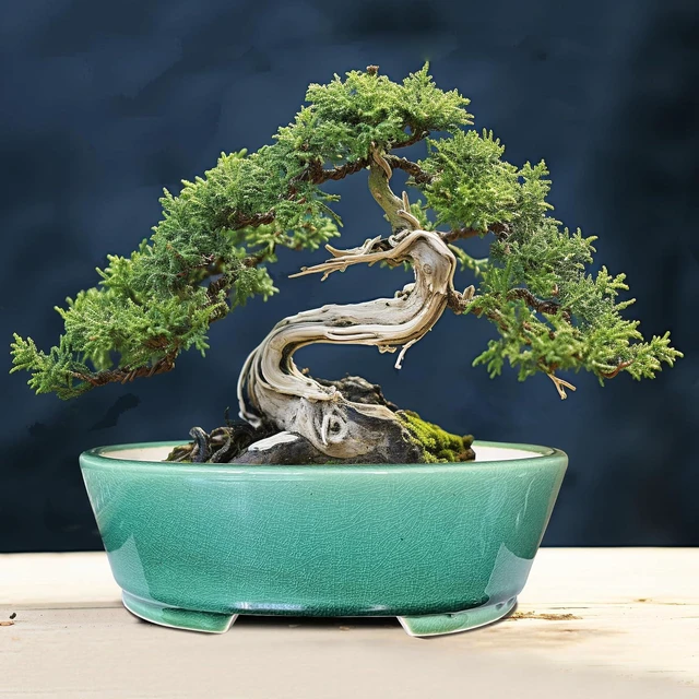Alt view image 6 of 6 - 2pcs Green Ceramic Bonsai Planter Pots with Bamboo Tray 6.2 & 5.3, Rectangular Glazed Bonsai & Succulent Cactus Starter Pot with Drainage Ice Crack Design (Crackle Glazed 9")
