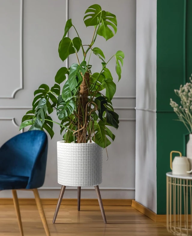 Alt view image 6 of 6 - D'vine Dev Planter Pot with Wood Stand, 16 in, Matte White, 88-Z-E-1