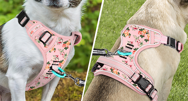 small dog harness
