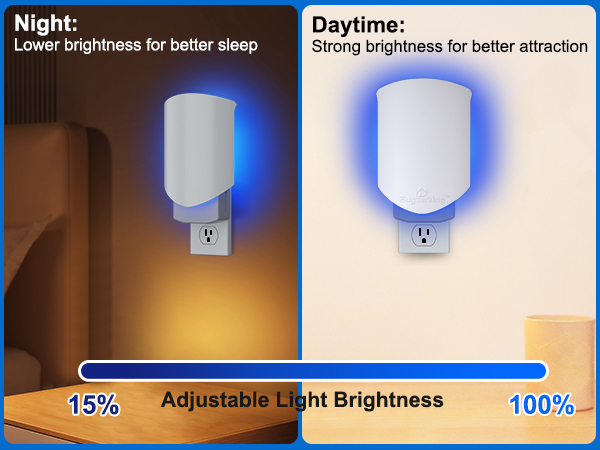 gnat traps for house