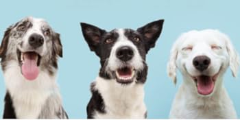 For Dogs