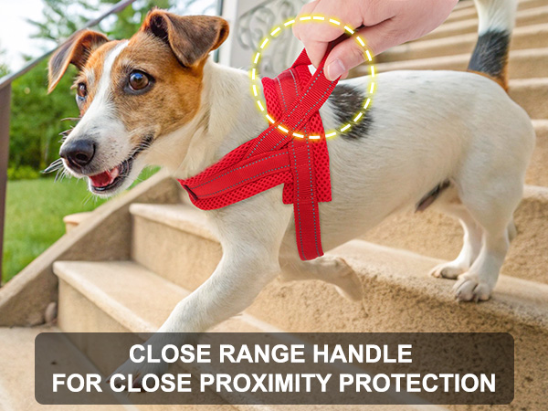 dog harness