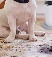 HAUSHOF Cordless Carpet &amp; Upholstery Cleaner, Lightweight Deep Fabric Cleaner Machine with Brushl...