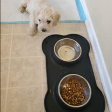 12oz metal dog bowls