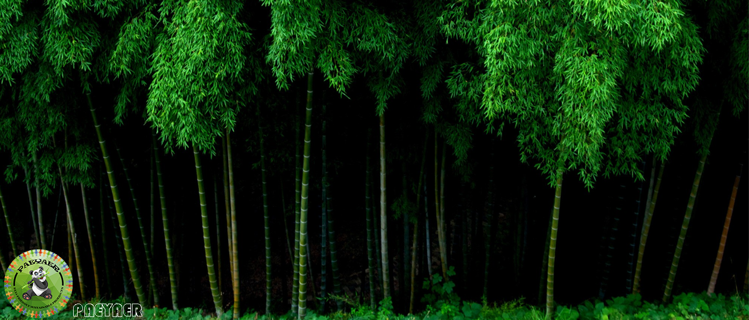 Introducing PAEYAER: Unveiling the Bamboo Toothbrush Brand