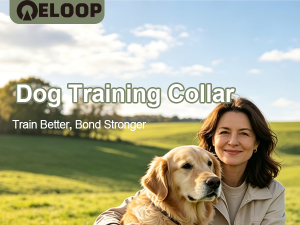 dog collar-1